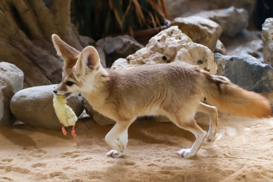 世界最小の飼えるキツネ「フェネック」の生態