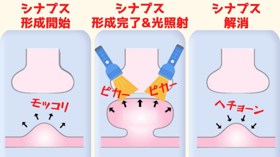 光があたるとシナプスが解消される