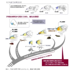 化石記録に見る顔面の進化過程