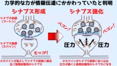 シナプスでは筋肉に匹敵する「力で情報伝達」がされていたと判明！