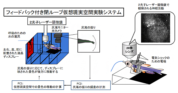 予測が上手くいっているかを判断する脳回路を発見！