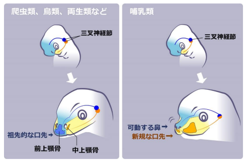 哺乳類の鼻は「祖先の上アゴ」から進化したと明らかに