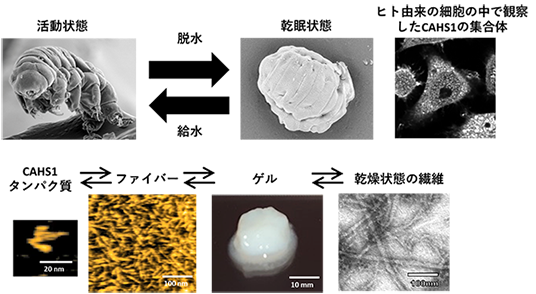 タンパク質CAHS1が脱水状態に反応して、ファイバーを形成
