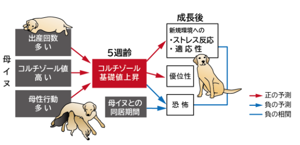 母イヌの養育により、仔の5週齢時のコルチゾール基礎値が上昇