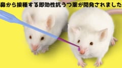 マウスの「うつ状態を20分で治す点鼻薬」が開発されるの画像 1/4