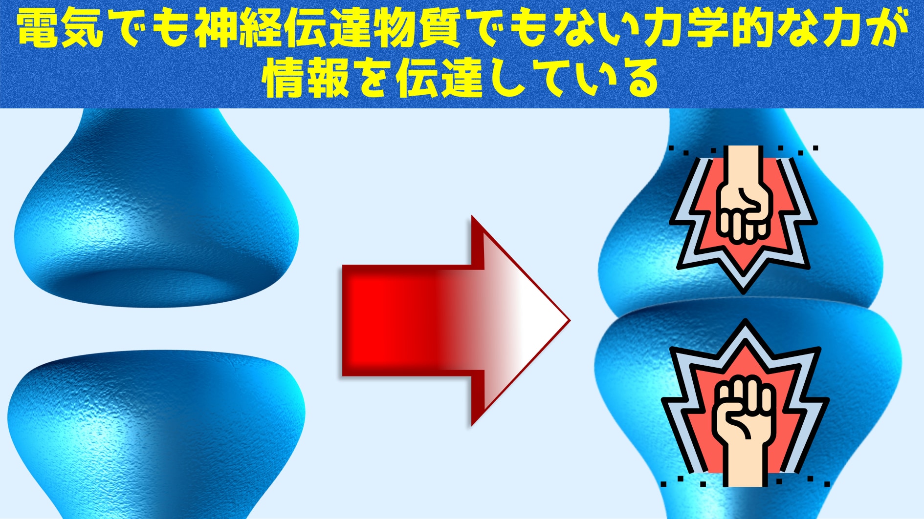 シナプスでは筋肉に匹敵する「力で情報伝達」がされていたと判明！