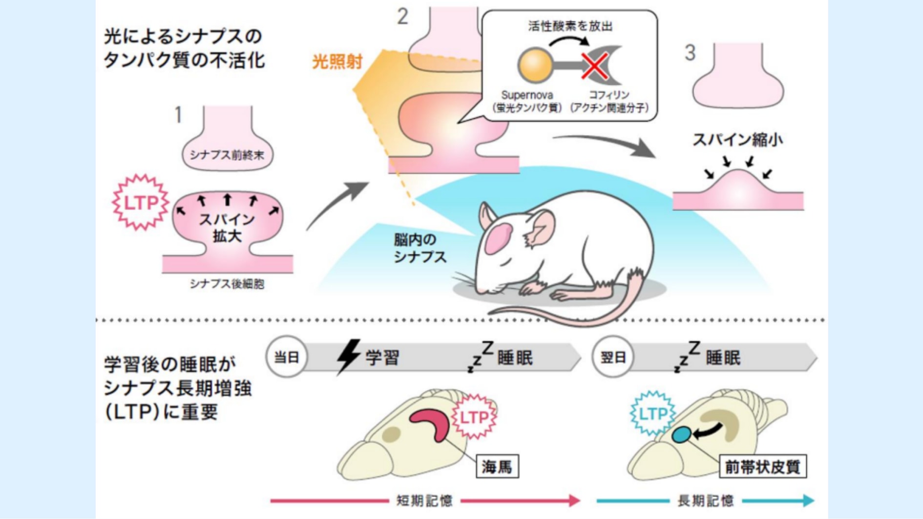 光でマウスの記憶を消すことに成功！　MIBの世界に一歩前進！の画像 6/7