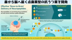 鼻から脳へ届く点鼻薬型の抗うつ薬を開発