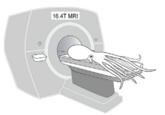 タコをMRIでスキャン