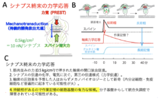 電気でも化学物質でもない力学的な圧力が情報を伝達する