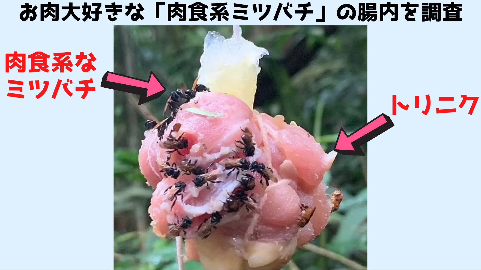 肉を食べる「ミツバチ」は腸内細菌も特殊だったと判明！