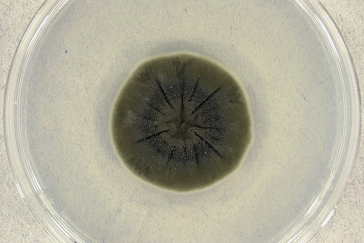 放射線で成長する真菌「Cladosporium sphaerospermum」