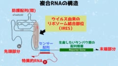 狙った細胞に狙ったタンパク質を作らせる複合RNA