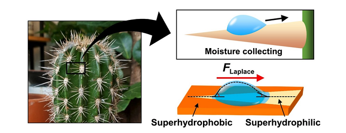 サボテンの棘にヒントを得た「汗採取パッチ」を開発