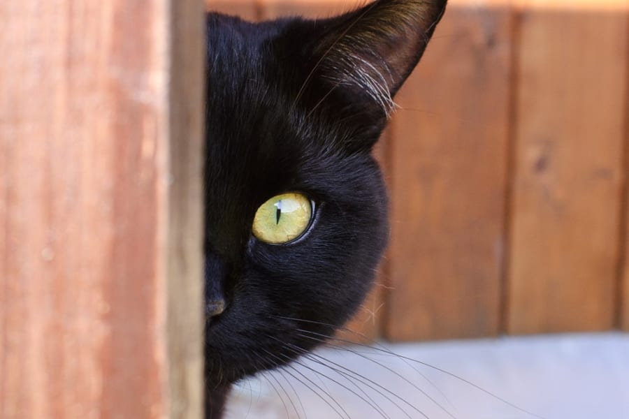 ネコは飼い主の位置を追跡し続けている