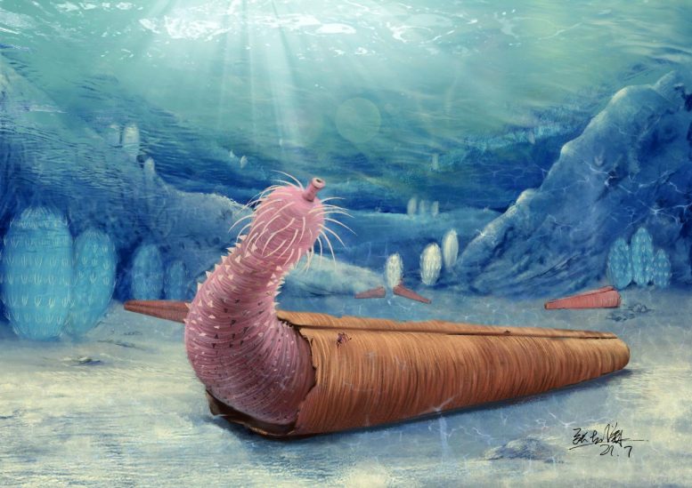 5億年前のペニスワームが「ヤドカリ風の貝殻生活」を発明していたの画像