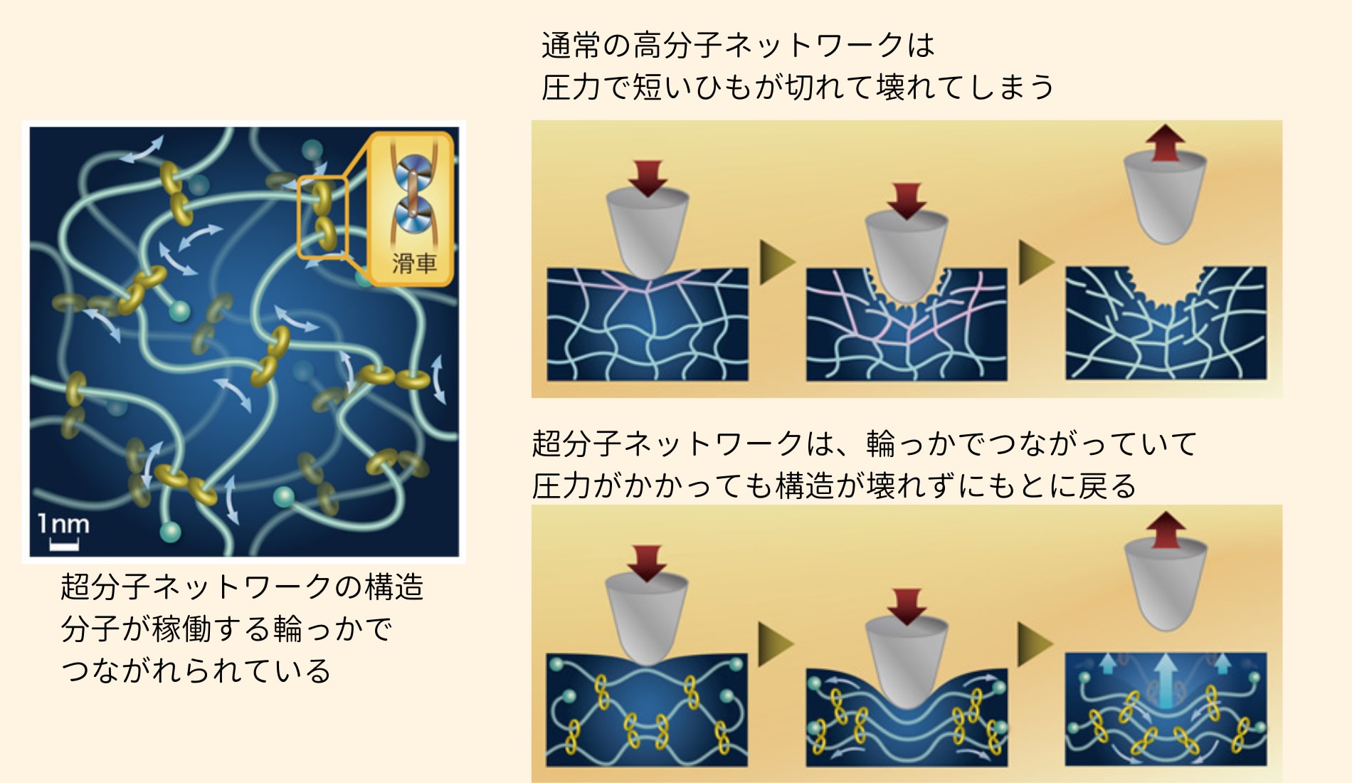 超分子ネットワークの構造