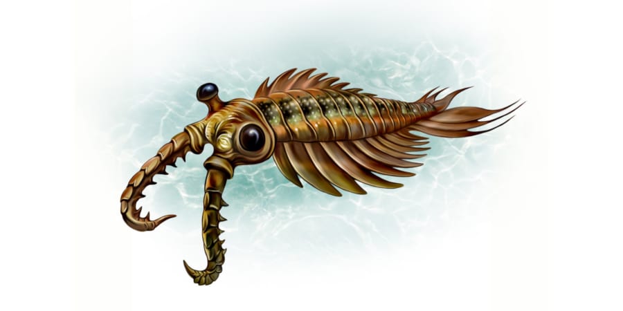 巨大なアノマロカリスの化石 美麗 関山動物群 本物保証 巨大なアノマロカリスの化石 美麗 関山動物群 本物保証 - メルカリ