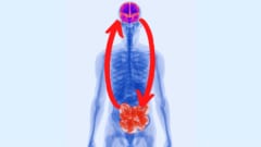 腸内細菌嚢は脳より古い起源をもっている