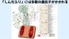 死んだふりを操る遺伝子を発見