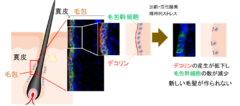 毛髪は毛包内のバジルに存在する毛包幹細胞が根本的な起源となっている。毛包幹細胞は老化とともに減少するがその理由はよくわかっていない。