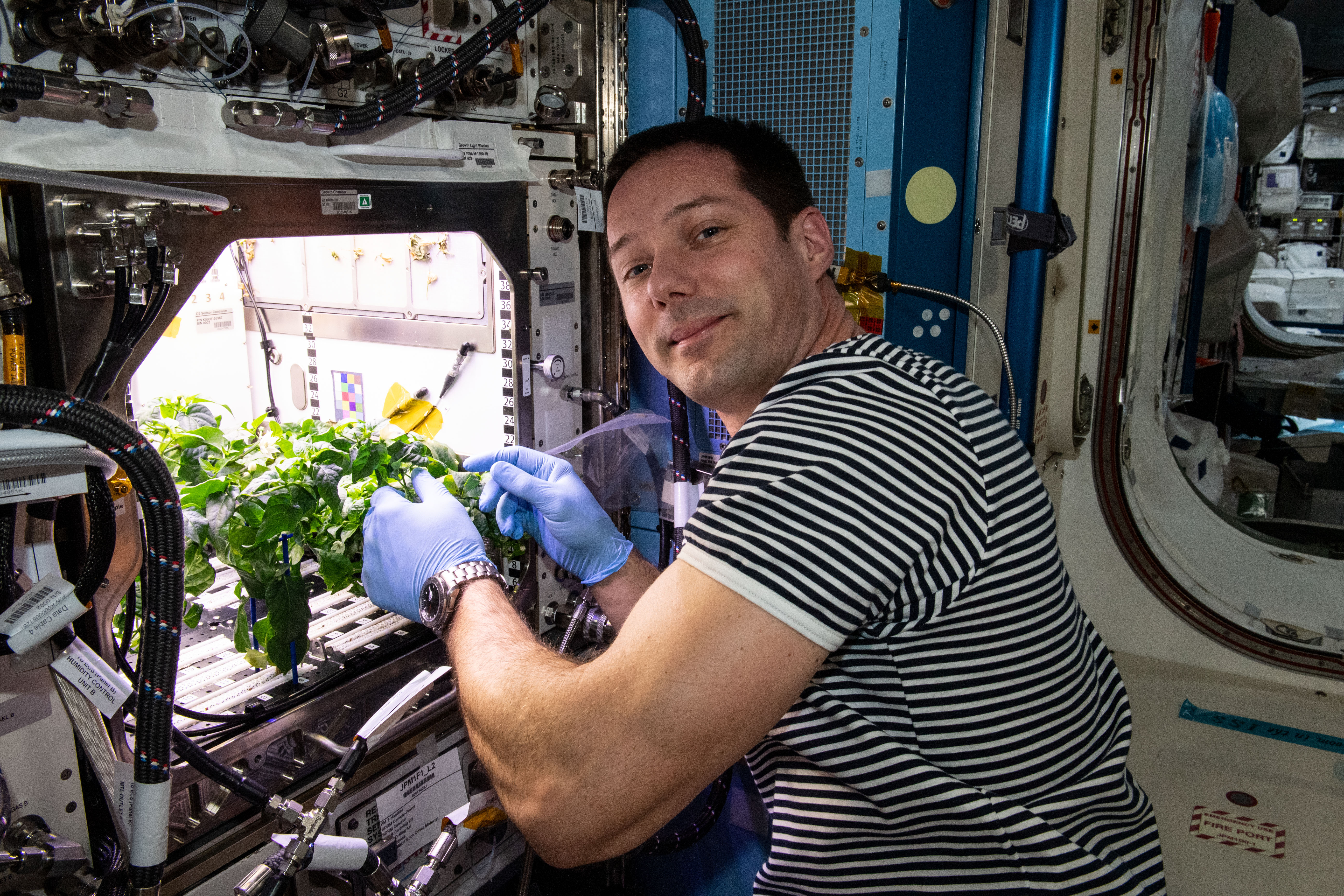 宇宙での植物栽培は難しい