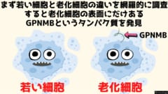 老化を予防する「抗老化ワクチン」の開発に成功！　順天堂大学