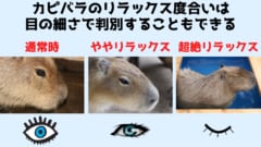 カピバラのリラックスレベルは目と耳でわかる