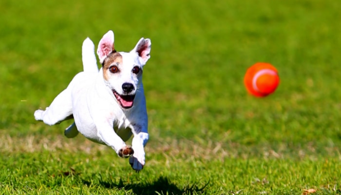 犬は動いているものを追いかけるのは得意