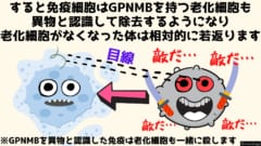 老化を予防する「抗老化ワクチン」の開発に成功！　順天堂大学