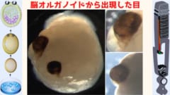 2021年の「マッドな生物実験ランキング」ベスト5！の画像 2/6