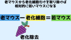 老化を逆転するのではなく除去する