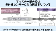 マウスのガイドヘアの拡大図。先端部でとらえた赤外線を根元で選別して10μmの波長だけを根元に届ける