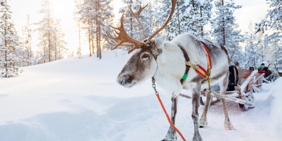 サンタクロース　ソリ　トナカイ トナカイがサンタに「ソリ引き」として抜擢された5つの理由 - ナゾロジー