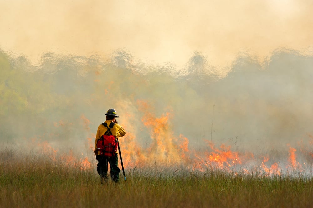 Wildfire in Everglades, grass in flame and fume. fireman with flame in the wild nature. fire fighter working with wildfire. Wildlife scene from nature. Forest in big fire in February, Florida, USAの画像