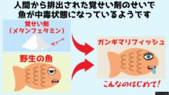 覚せい剤は魚も「ヤク漬け」にすると明らかに