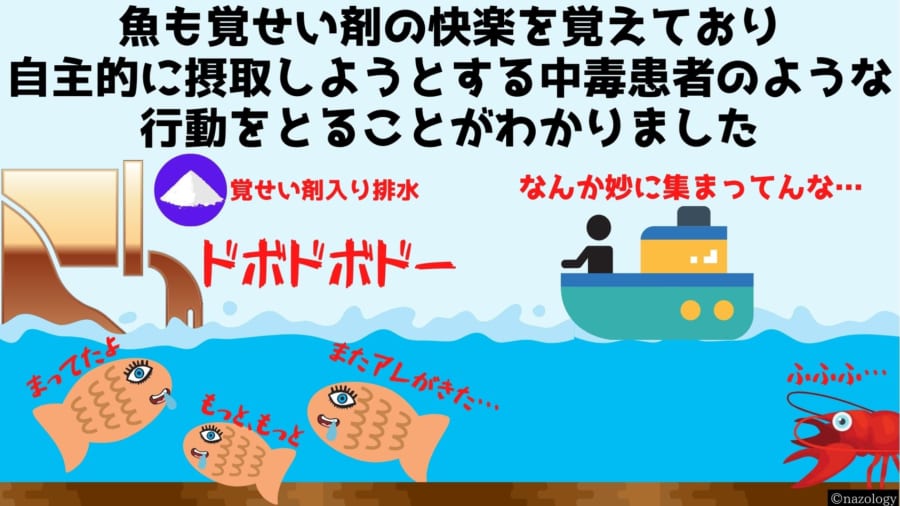 覚せい剤は魚も「ヤク漬け」にすると明らかに