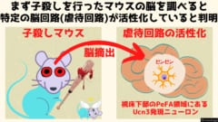 子どもを虐待するときだけ活性化する「脳の虐待回路」が見つかる