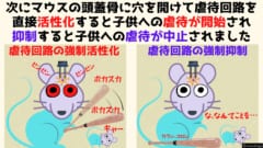 子どもを虐待するときだけ活性化する「脳の虐待回路」が見つかる