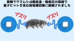 クマムシを「量子もつれ」状態にすることに成功！　実験後も生還