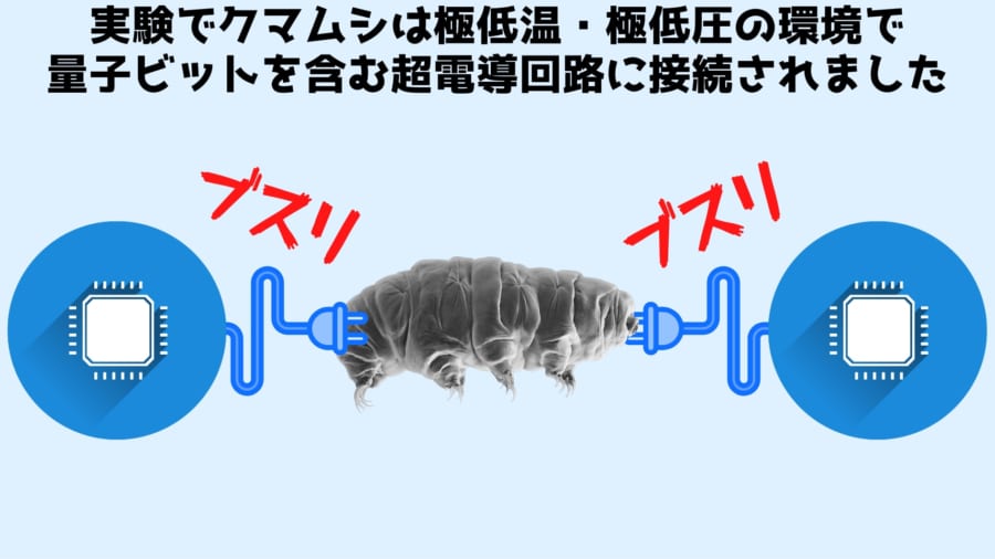 クマムシを「量子もつれ」状態にすることに成功！　実験後も生還