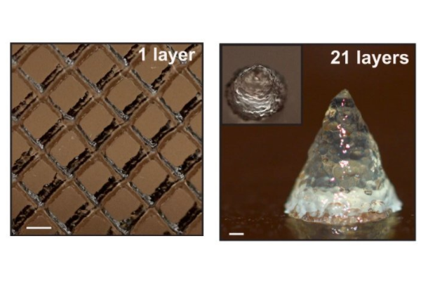 微生物インクで「生きた物体」を3Dプリント　ブドウ糖液で成長も確認