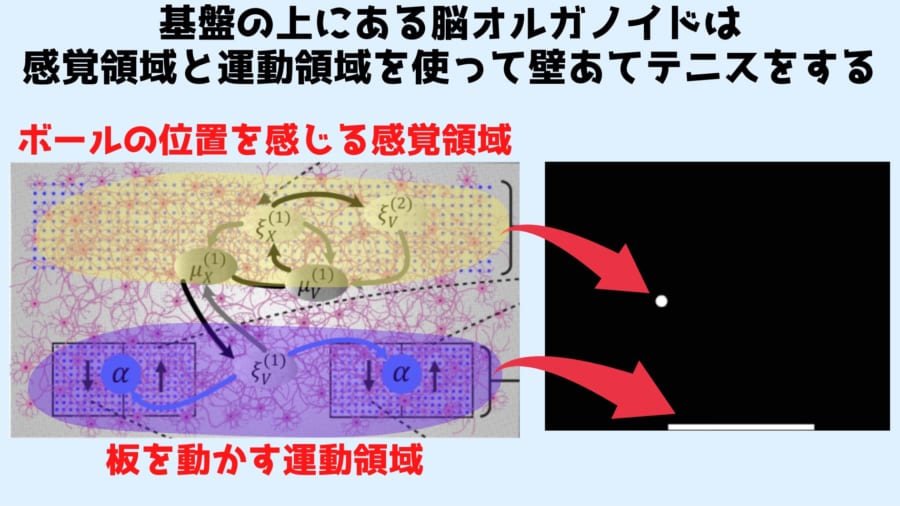 脳オルガノイドにはボールの位置を感じる感覚領域と板を動かす運動領域がある