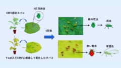 アブラムシを引き寄せて翅を生やして拡散する驚くべき「寄生RNA」の画像 3/4