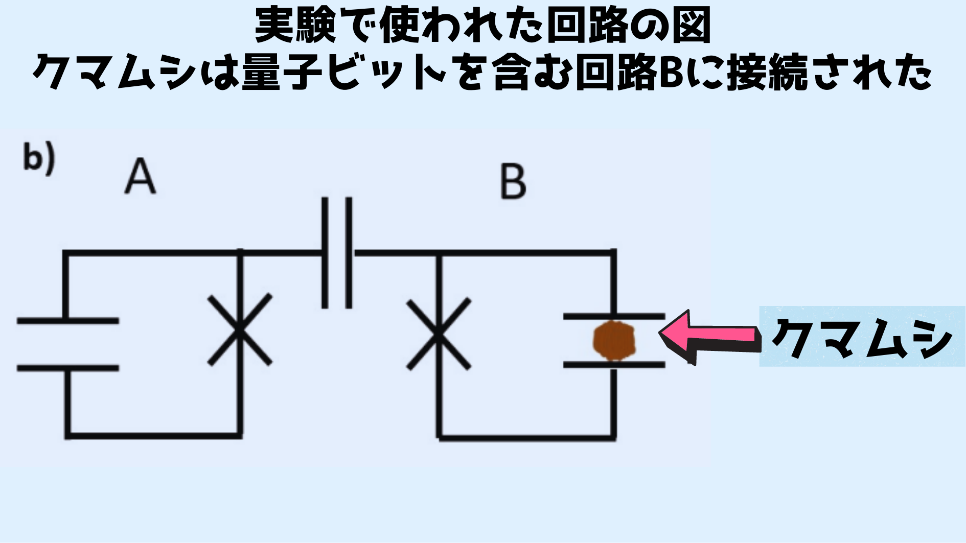 クマムシは量子ビットを含む回路Bに直流で接続され、回路Bはもう一つの量子ビットを含む回路Aと相互作用している