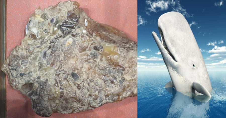 最高級のお香「龍涎香」はマッコウクジラのうんち、いい匂いがする理由