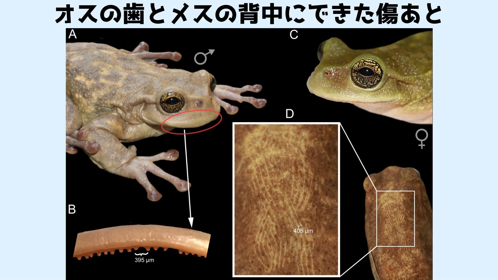 メスを噛んでフェロモンを強制注入する変態カエルを発見！　ゲーテ大学