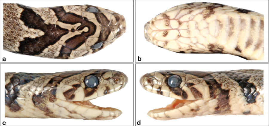 上下左右から見た新種ヘビの頭部