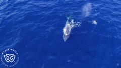 尾ビレにロープが絡んで弱ったザトウクジラ