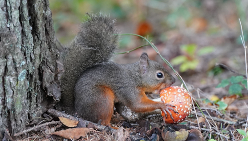 ニホンリスは毒キノコ「ベニテングダケ」を普通に食べられると判明！